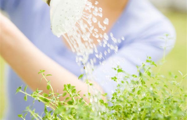 花卉租賃后家庭花卉養(yǎng)護該注意什么？ 
